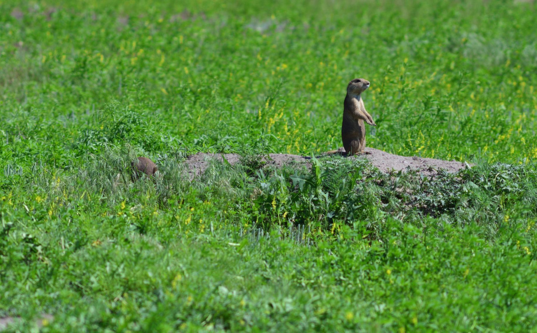 20190714_new_sandhills_pic11